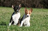 BASENJI 094